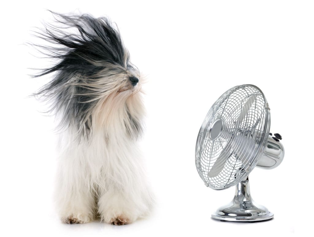 room fan blowing dogs hair